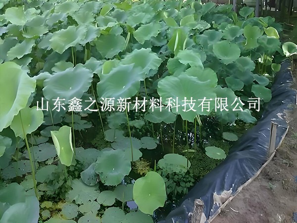 鋪設魚蝦養殖防滲膜，對養殖效率有這些關鍵影響